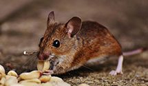 24 Hour & Emergency Exterminators in Hampton Cove, AL
